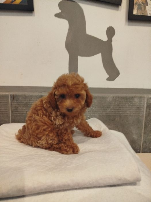 Pudel toy aprcot/ toffi sunia