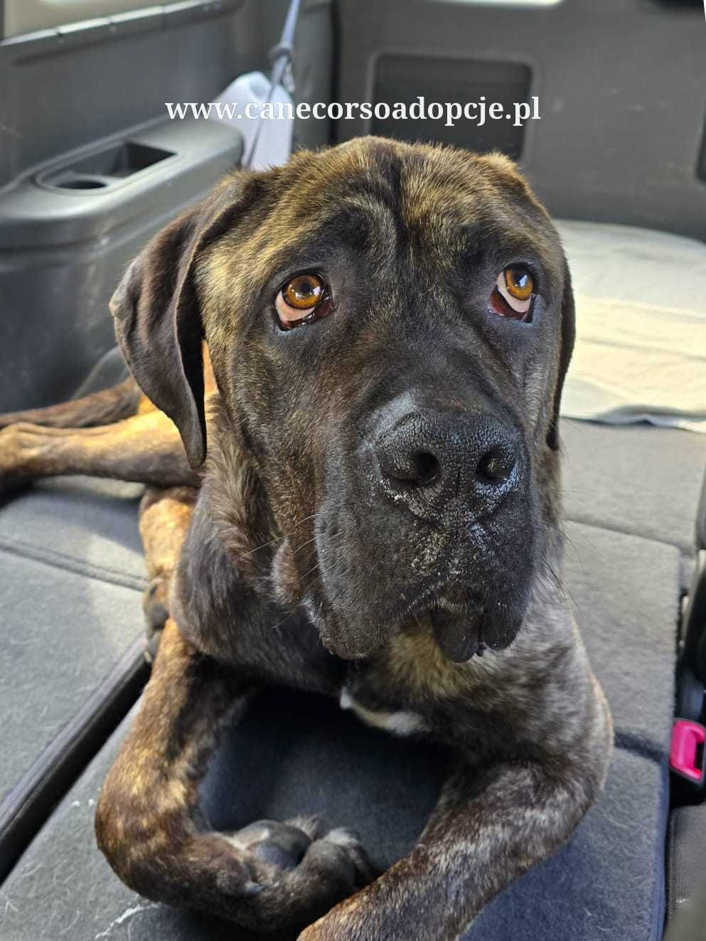 Syriusz w typie Cane Corso do adopcji.