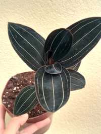 Planta Ludisia discolor- Orquídea Jóia