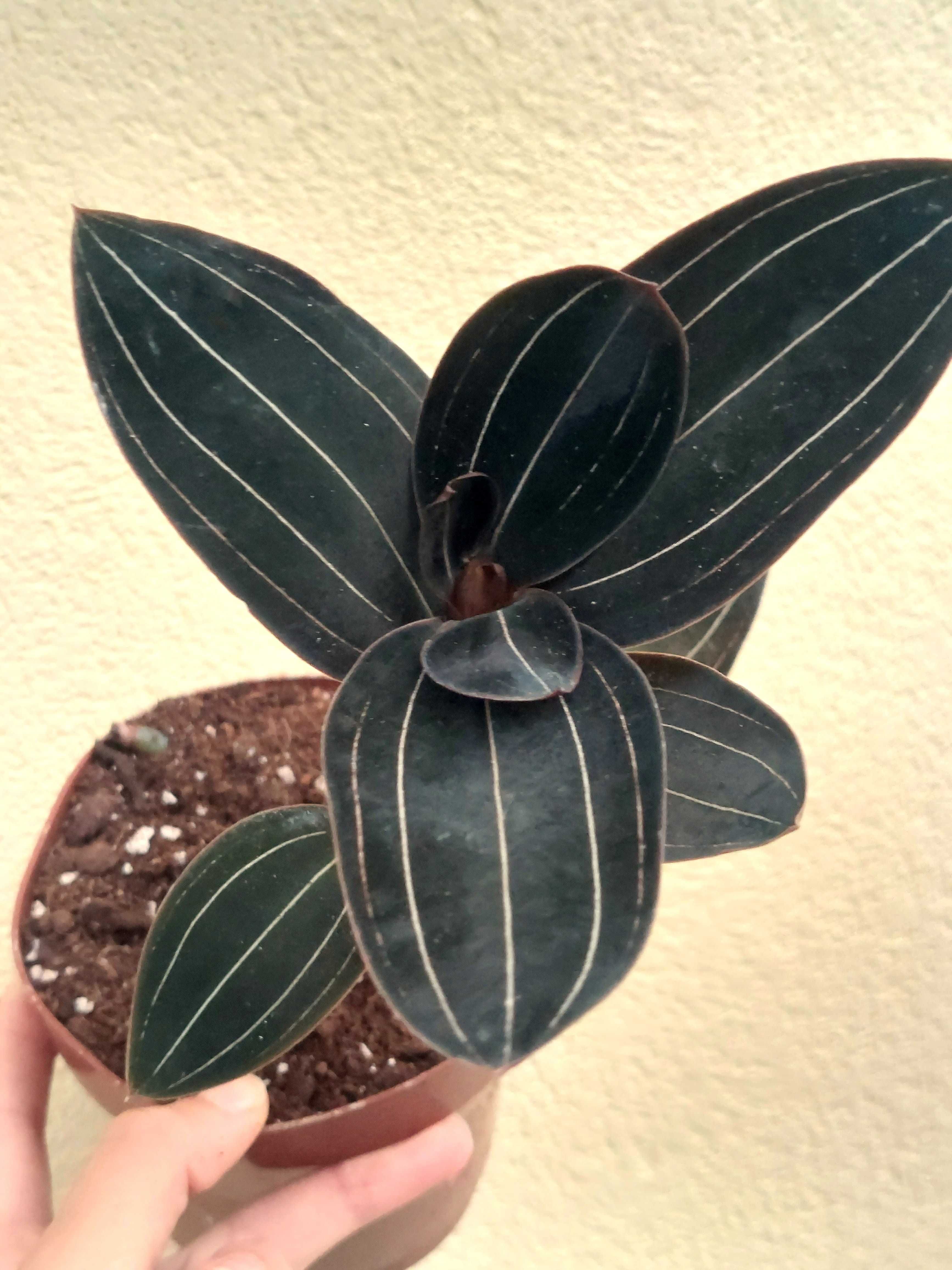 Planta Ludisia discolor- Orquídea Jóia