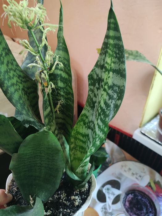 Сансевієрія Футура Медіопікта