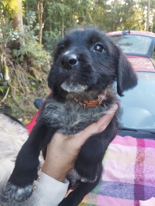 Valentim para adoção muito responsável