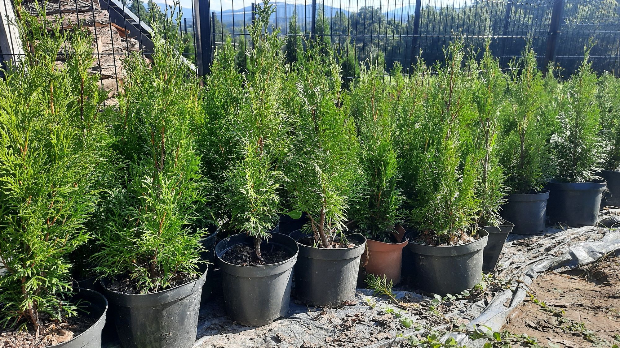 Thuja Szmaragd w doniczkach