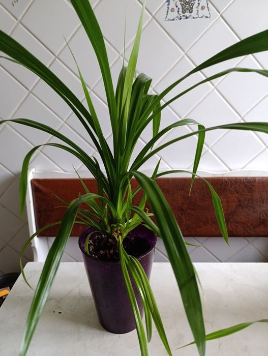 Продам ростки цветов