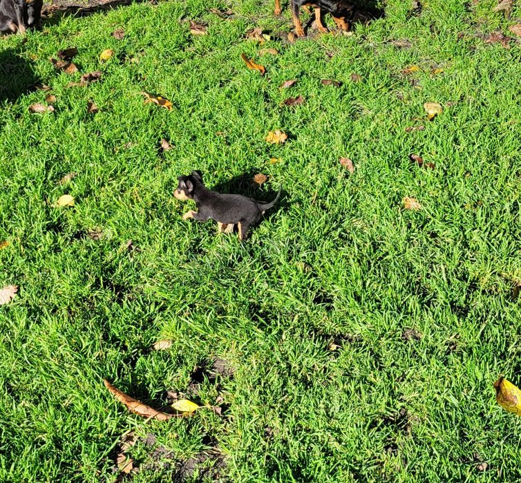 Pinczer miniaturowy suczka