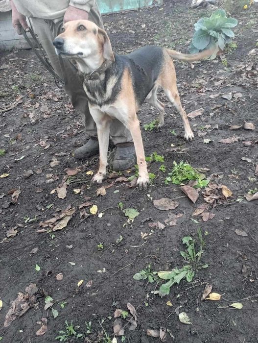 Продам Вижлеця руської гончої