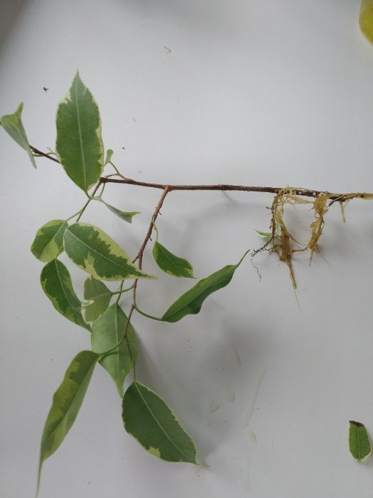 Фікус Бенджаміна