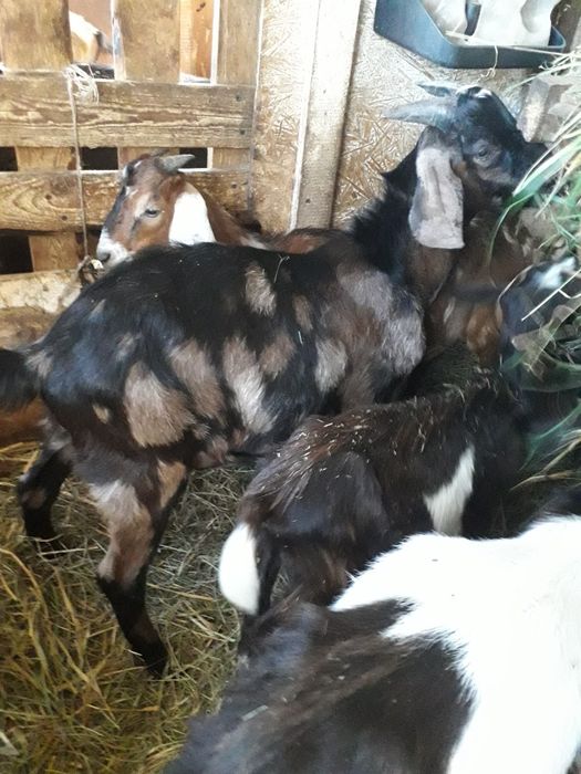 Koziołki anglonubijskie i la Manche