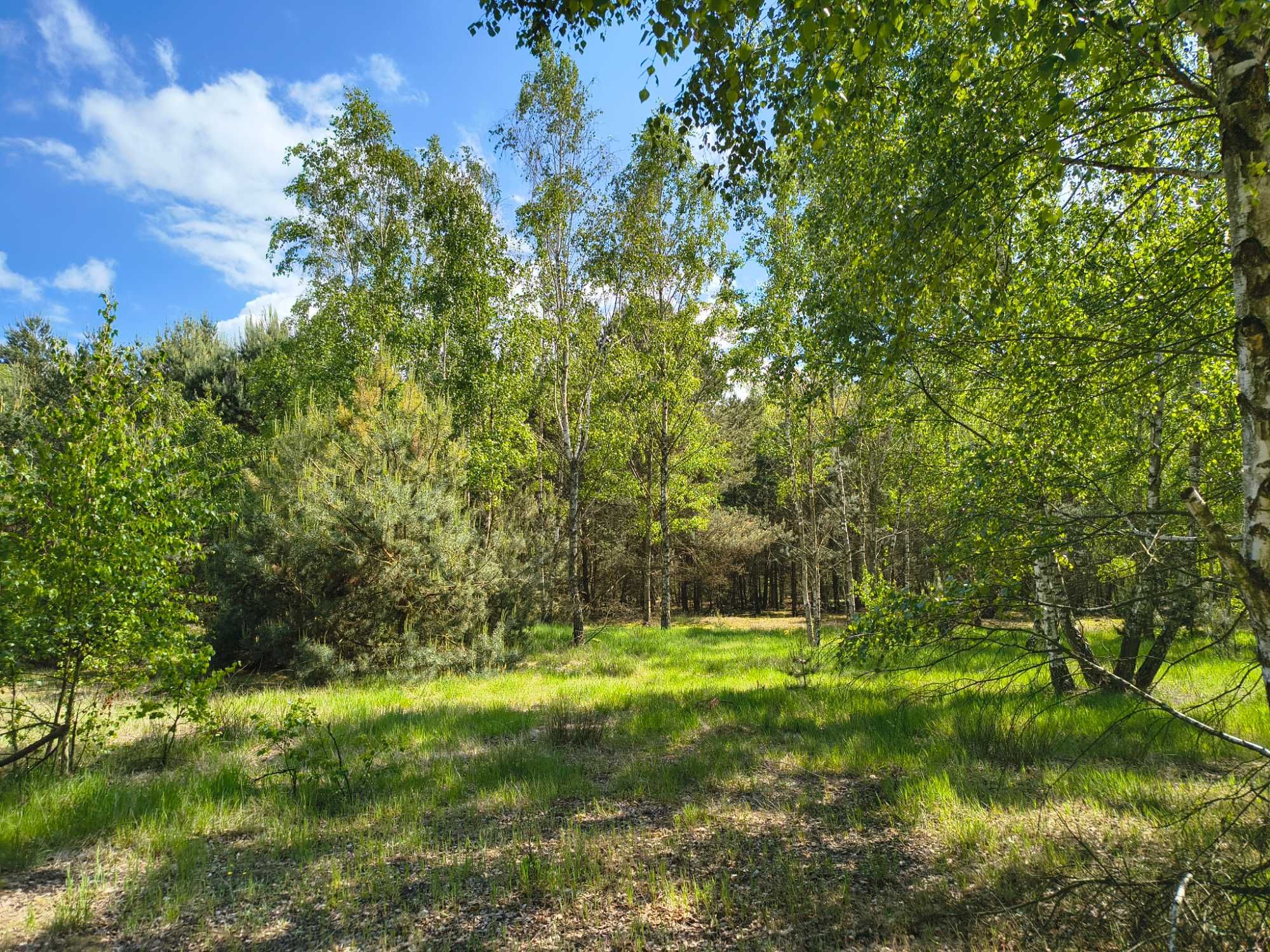 Leśna przystań pod Łowiczem! 1,88 ha spokoju, tylko 10 minut od A2!
