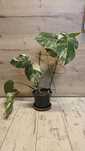 Monstera variegata (Monstera deliciosa) roślina ukorzeniona