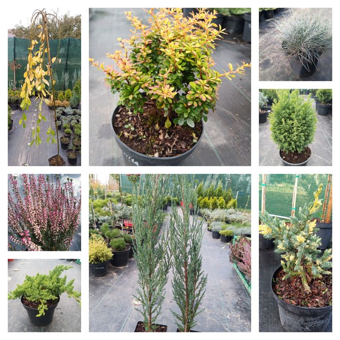 Рослини,туя, Ялівець, кипарисовик, верба Хакуро, Кілмарнок, ялина