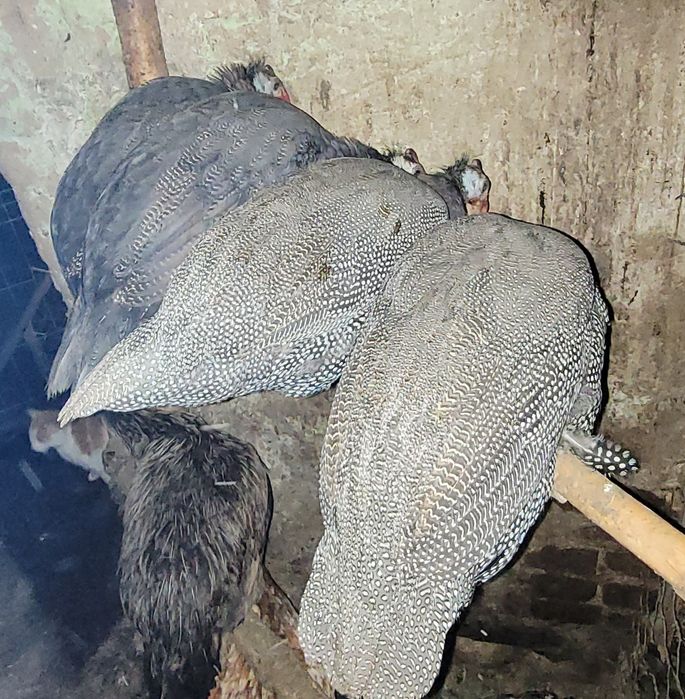 Perliki, młode perliczki