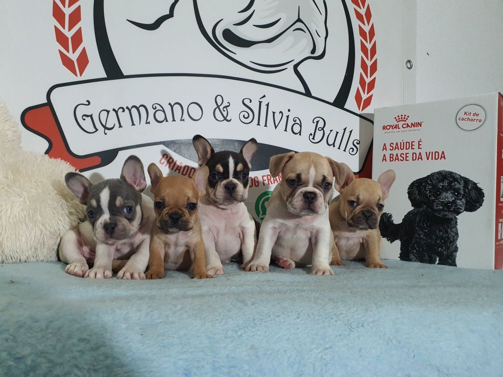 Bulldog francês exótico