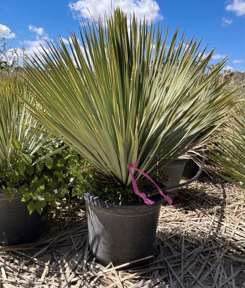 Mrozoodporna Yucca Rostata Juka