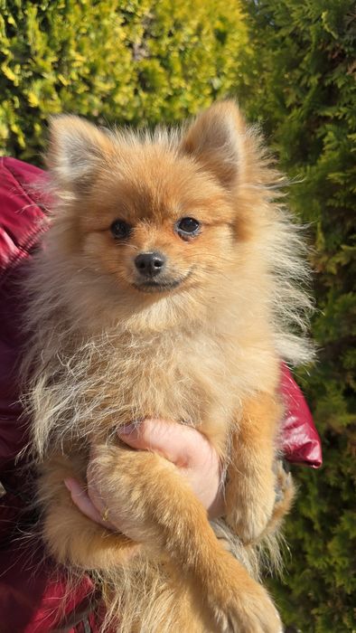 Szpic miniaturowy Pomeranian Suczka