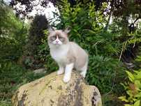 Ragdoll RAG n 03 OMEGA Animalsy*PL