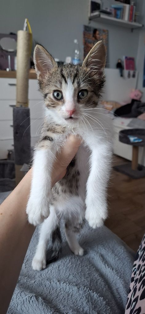 Kotek szuka domu! Oddam małego kotka! Kot do oddania!