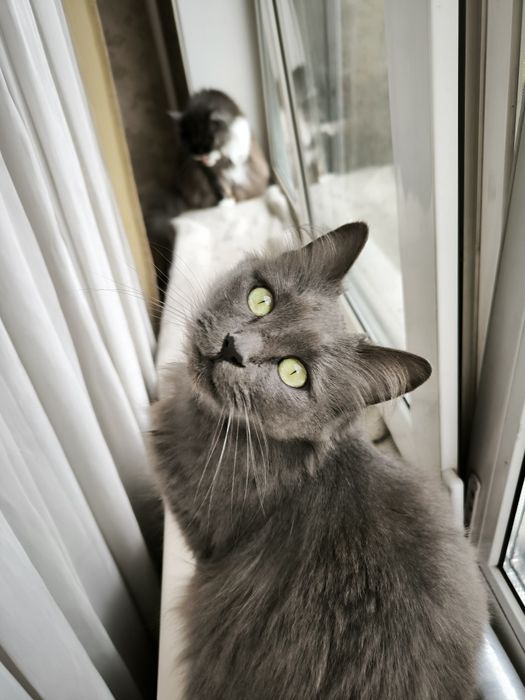 Красуня  шукає сім'ю ,бажано будинок