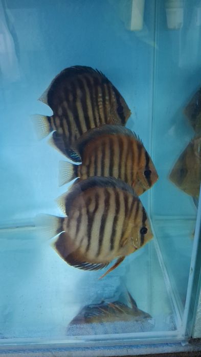 Vendo 3 Discus adultos San Merah