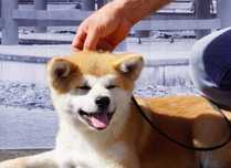 Akita Inu, miot po CHAMPIONIE POLSKI imporcie, ZKwP FCI