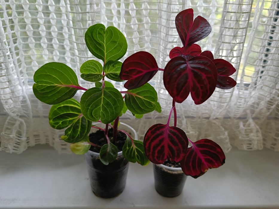 Плющ рео традесканції