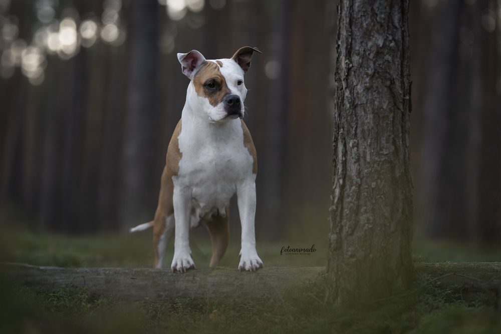 American staffordshire terrier Amstaff FCI ZKwP