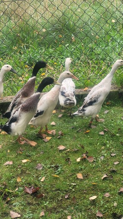 Kaczki biegusy srebrne