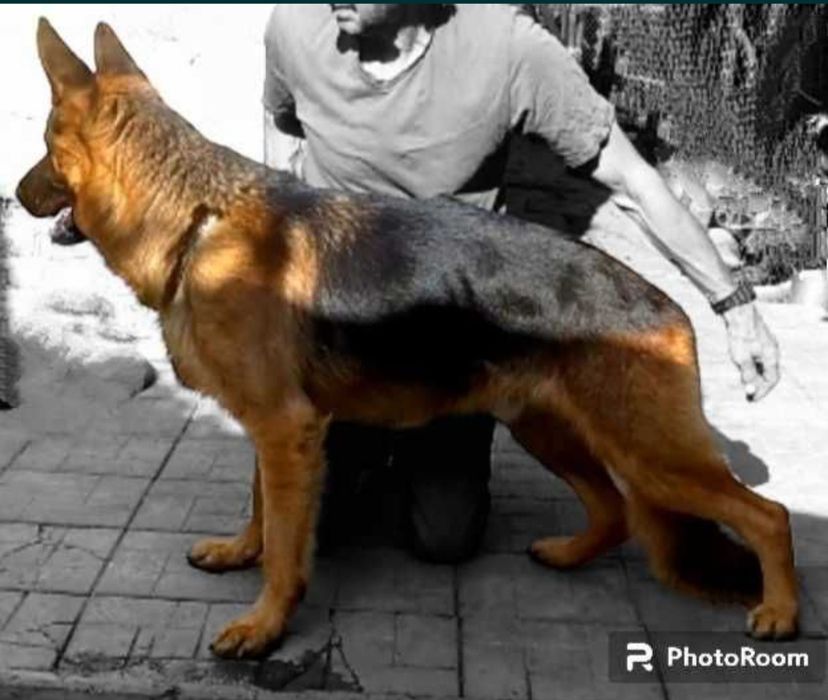 Питомник предлогает роскошную суку.