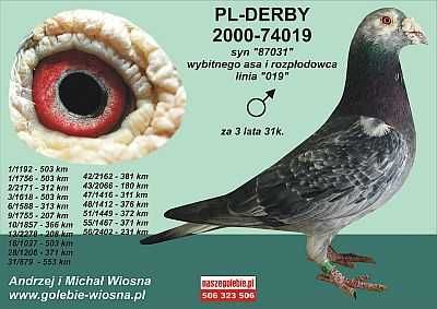Młode para 114 Org A.M Wiosna Stary Szpak x lin "Dziki" gołąb pocztowy