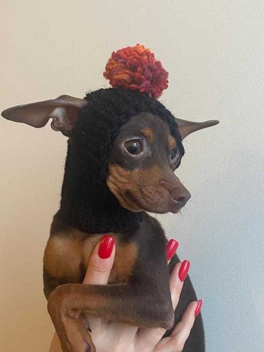 капор в'язана шапка для собак мілкої породи чихуахуа той терьер йорк