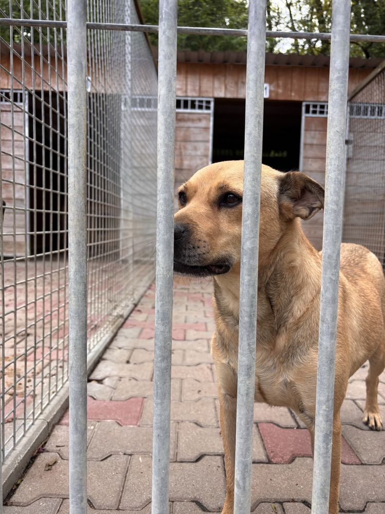 CODIŚ słodycz na 4 łapach do adopcji