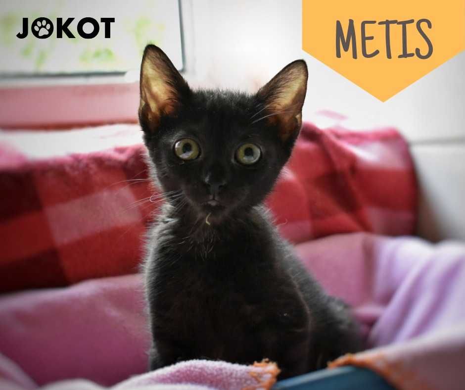 Energiczna kotka Metis szuka swojego domu