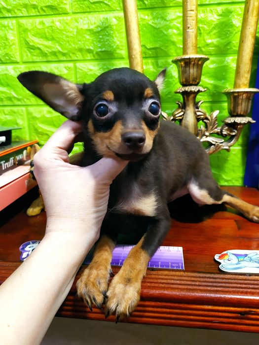 Сегодня или завтра-решать Вам! Малыш мини готов к переезду!ДокКСУ,чип