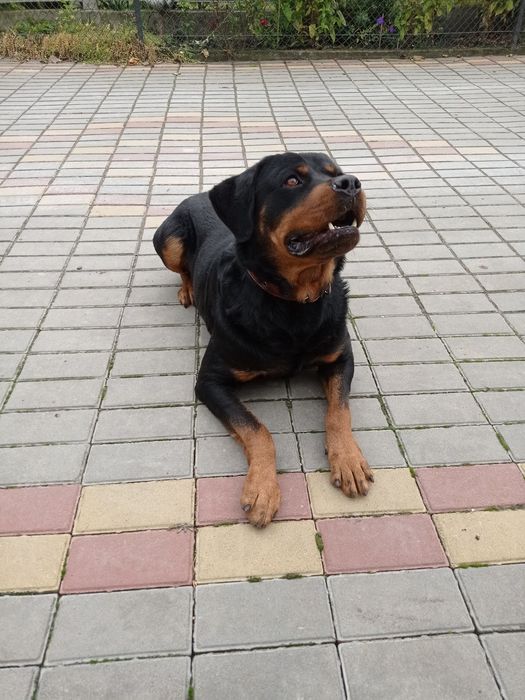 В'язка Ротвейлера