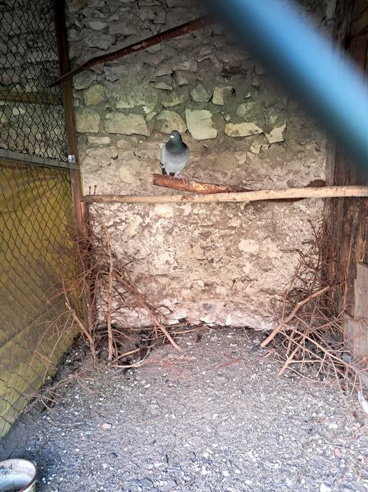 Sprzedam gołebie DV