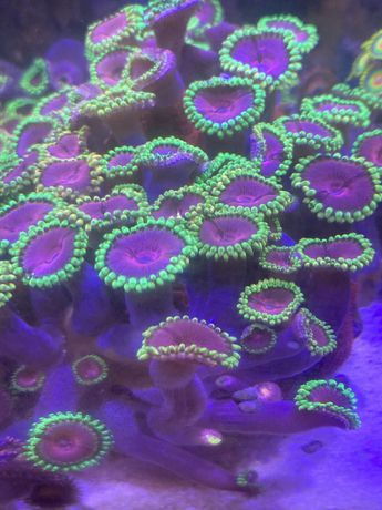 Zoa koralowiec zoanthus fake lime chili