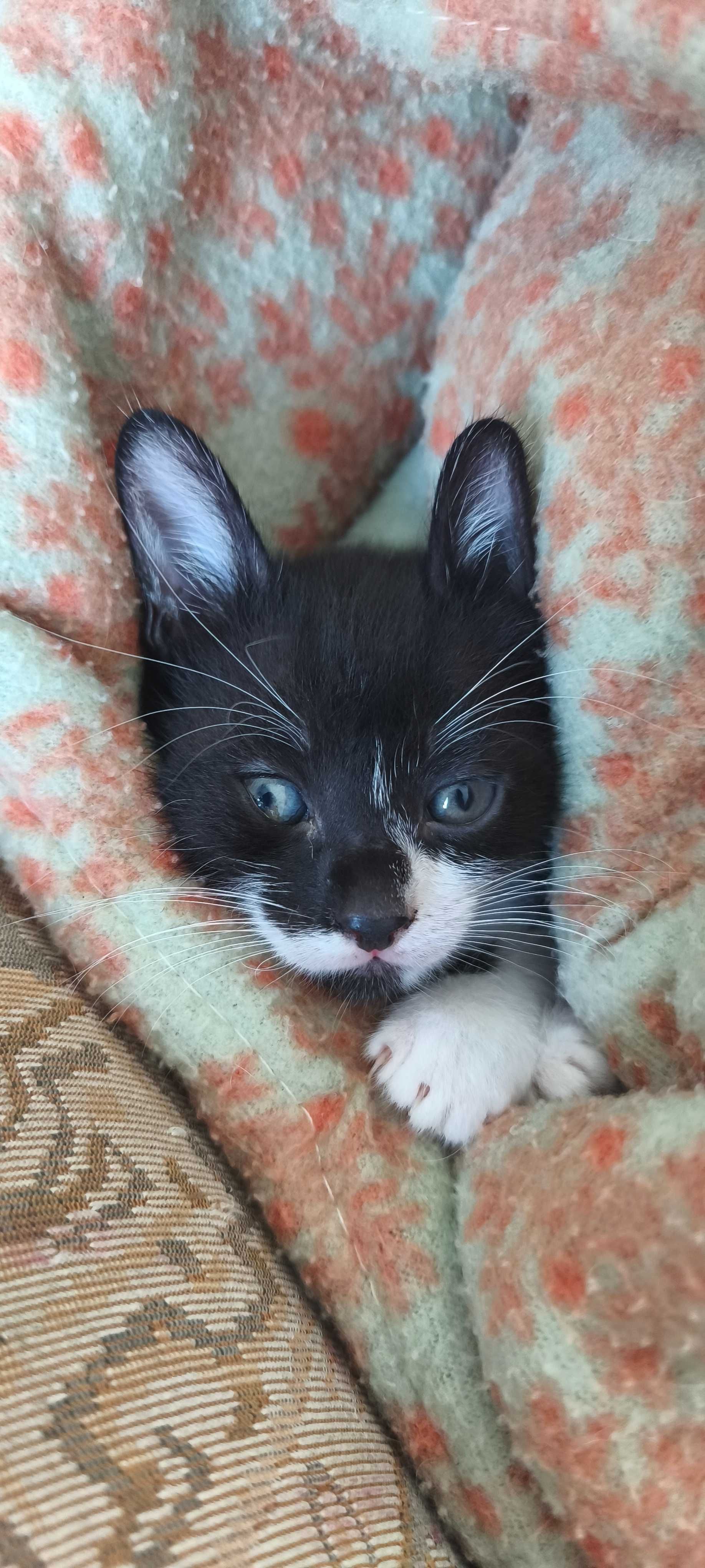 Gatinhos fofos para adoção