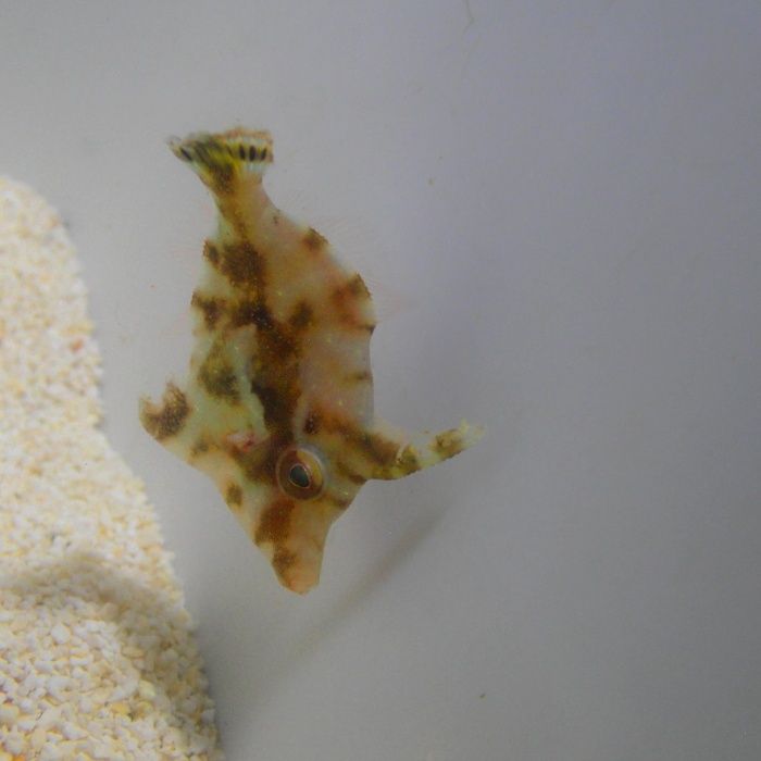 Acreichthys tomentosus - ryba - akwarium morskie