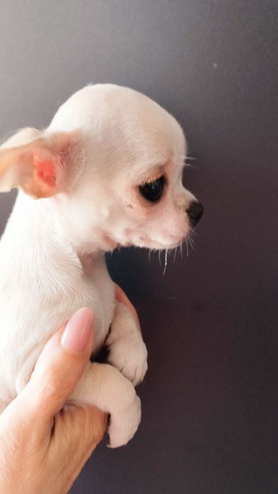 Chihuahua miniatura