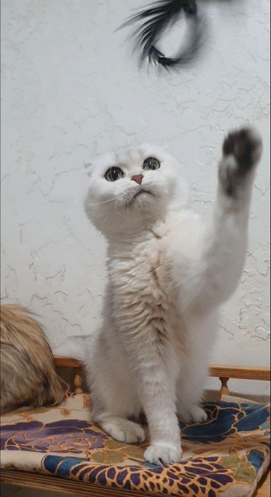 Срібляста шиншила фолд