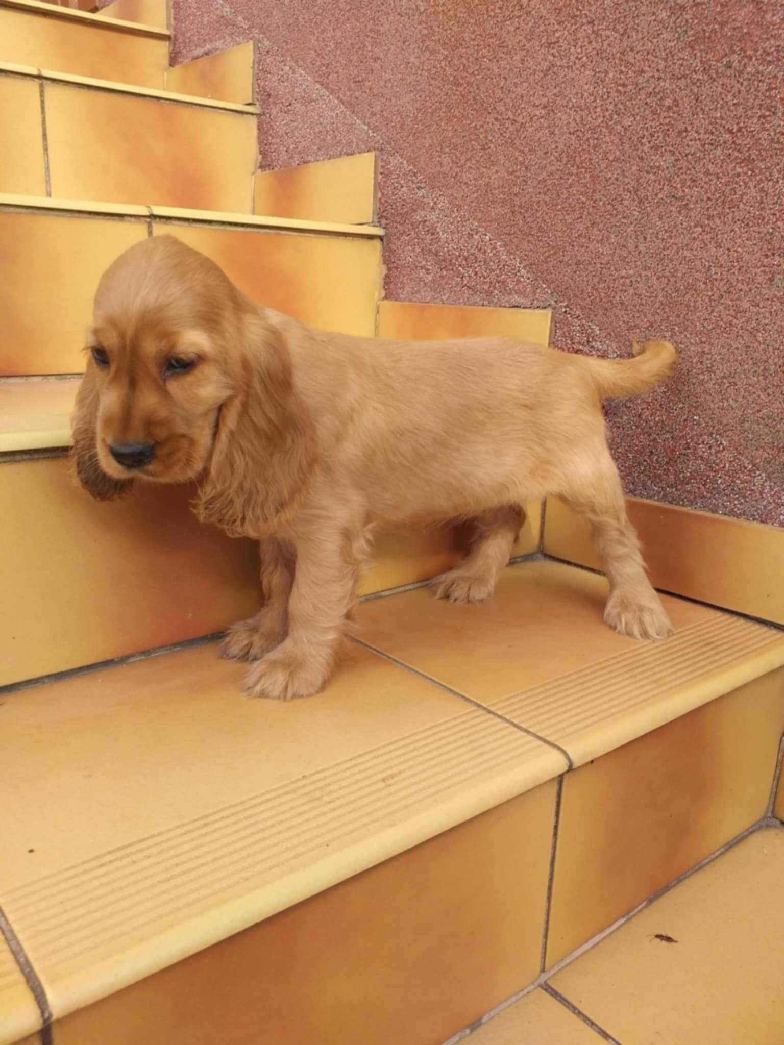 Cocker Spaniel - biszkoptowy