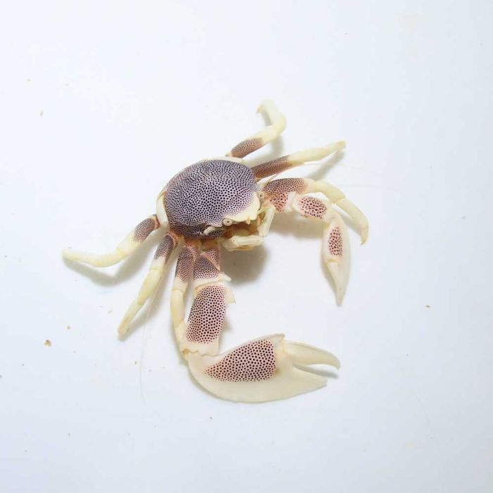 Neopetrolisthes ohshimai - krab - akwarium morskie