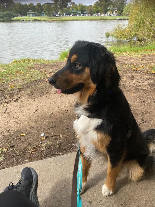 Szczeniak golden aussie golden retriever owczarek australijski
