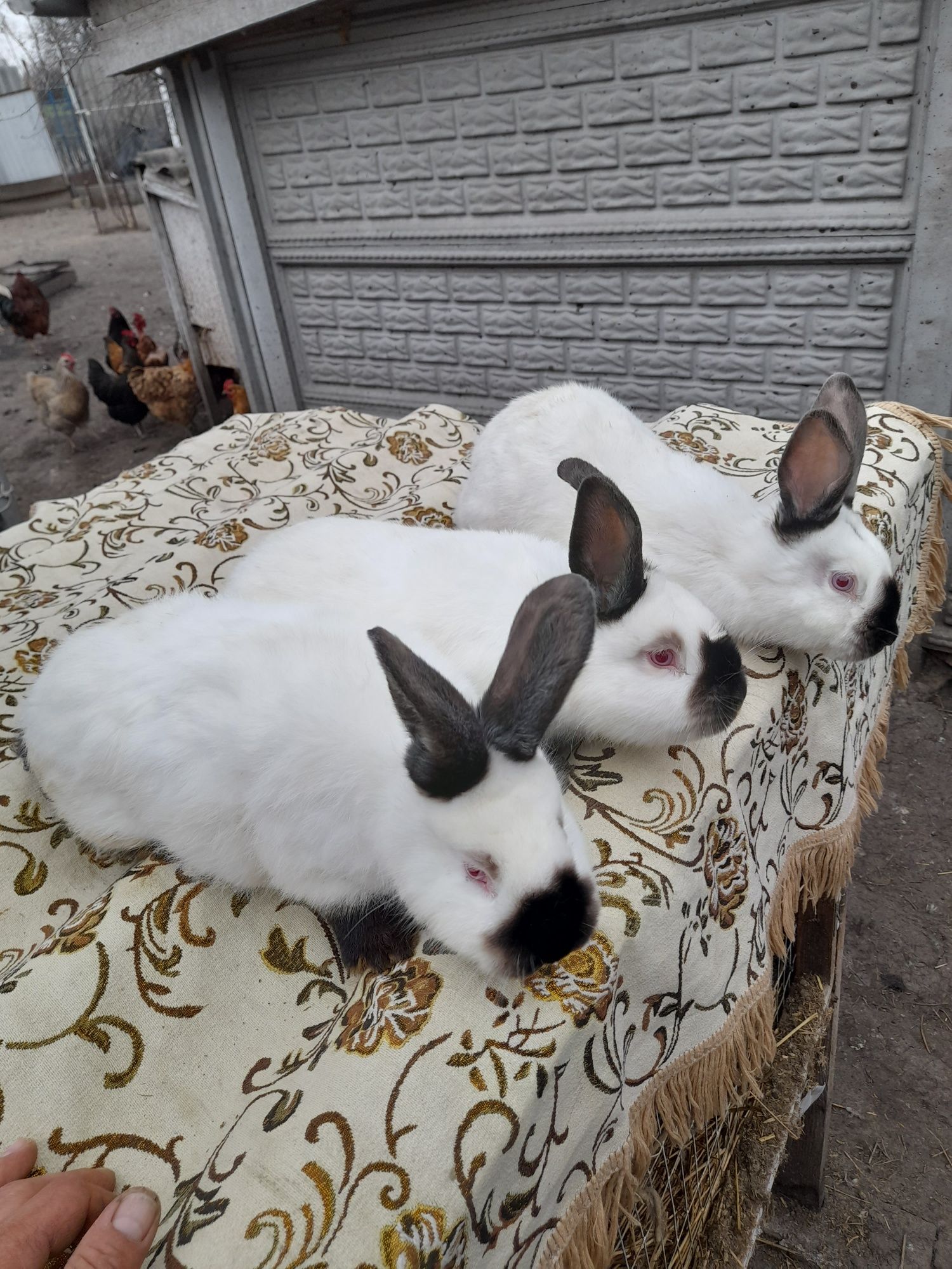 Продам кроликів Каліфорнії