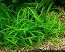 Sagittaria Subulata - łatwe rośliny