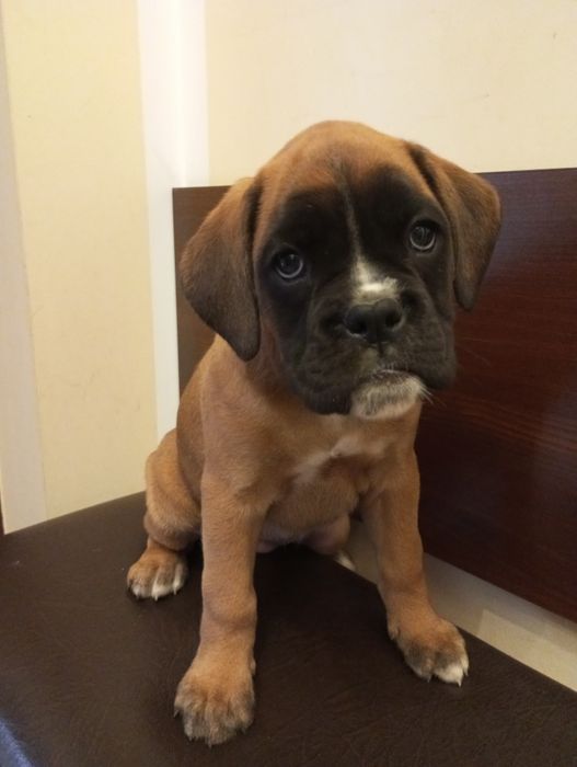 Suczka bokser szczeniak gotowy do odbioru