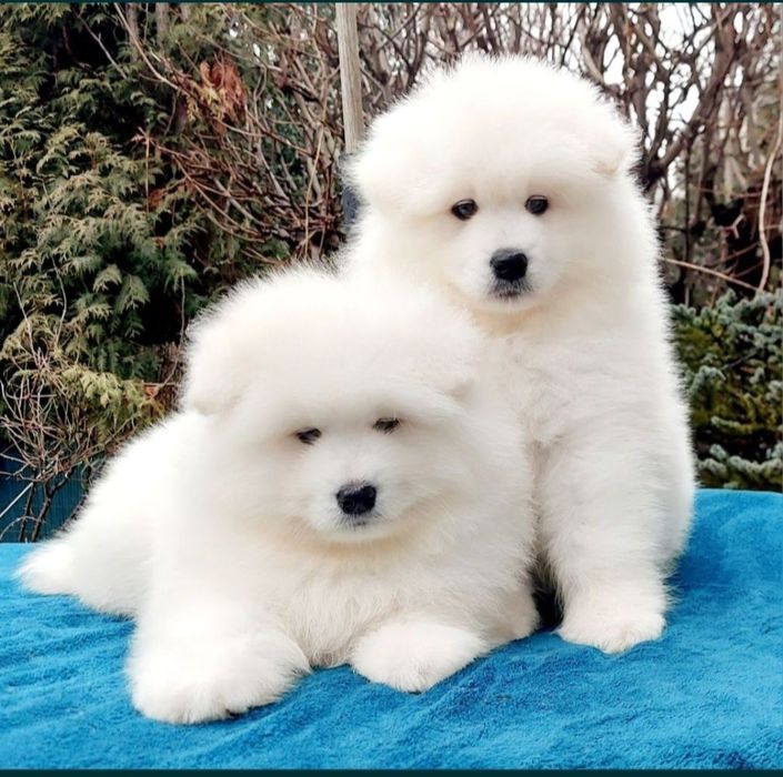 SAMOYED  kwiecień 2026 *Arctic Challenge Poland FCI*