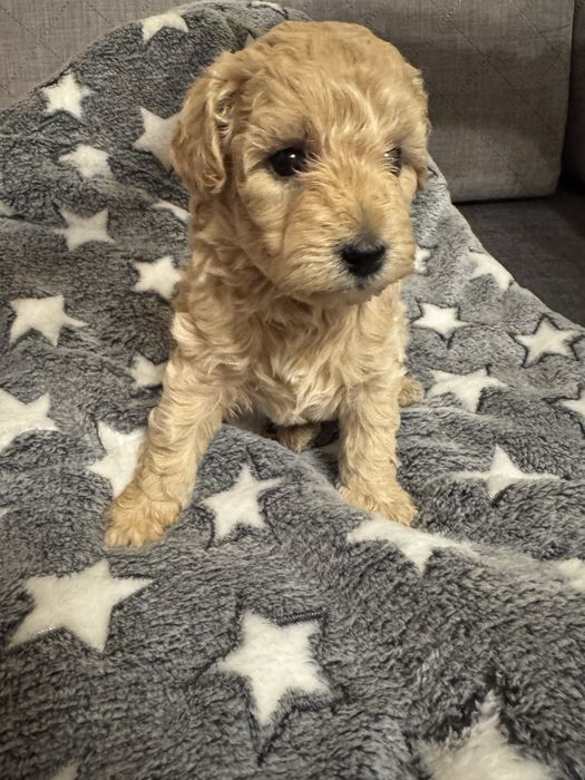 Sunia Bichpoo, matka bichon frise, ojciec pudel