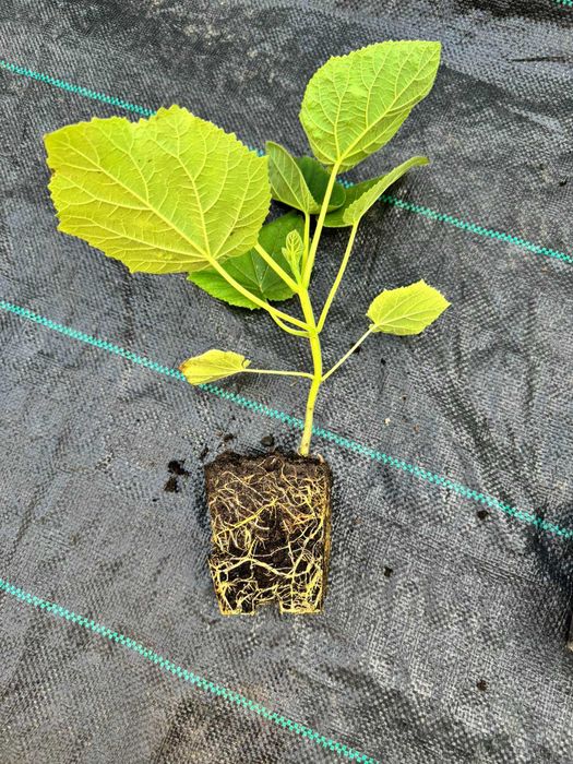 Павловния адамове дерево