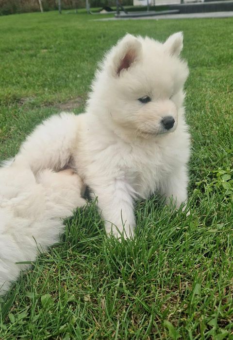 Samoyed SWKiPR-gotowe do odbioru